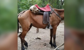 Este es el estado de uno de los caballos en el Parque Tayrona. 