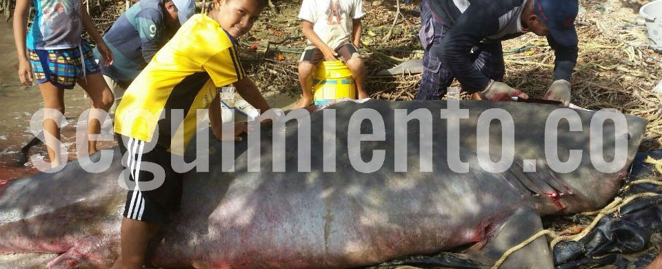 Captura del tiburón blanco en la Alta Guajira.